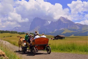 horse buggy ride